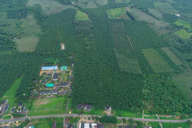 ขายที่ดินสวยสวนปาล์ม ทำเลดี เจ้าของขายเอง อ.กะเปอร์ จ.ระนอง