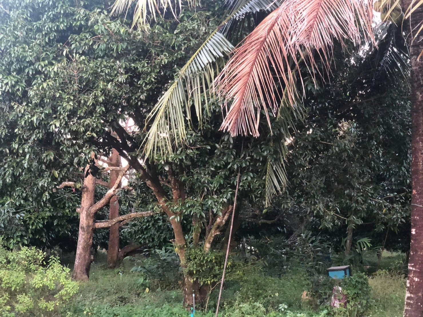 ขายด่วนเจ้าของร้อนเงิน ที่ดินเกือบ 5 ไร่  ผลไม้โตเต็มสวน ทุเรียน เงาะ มังคุด เก็บผลผลิตได้เลย จ.จันทบุรี