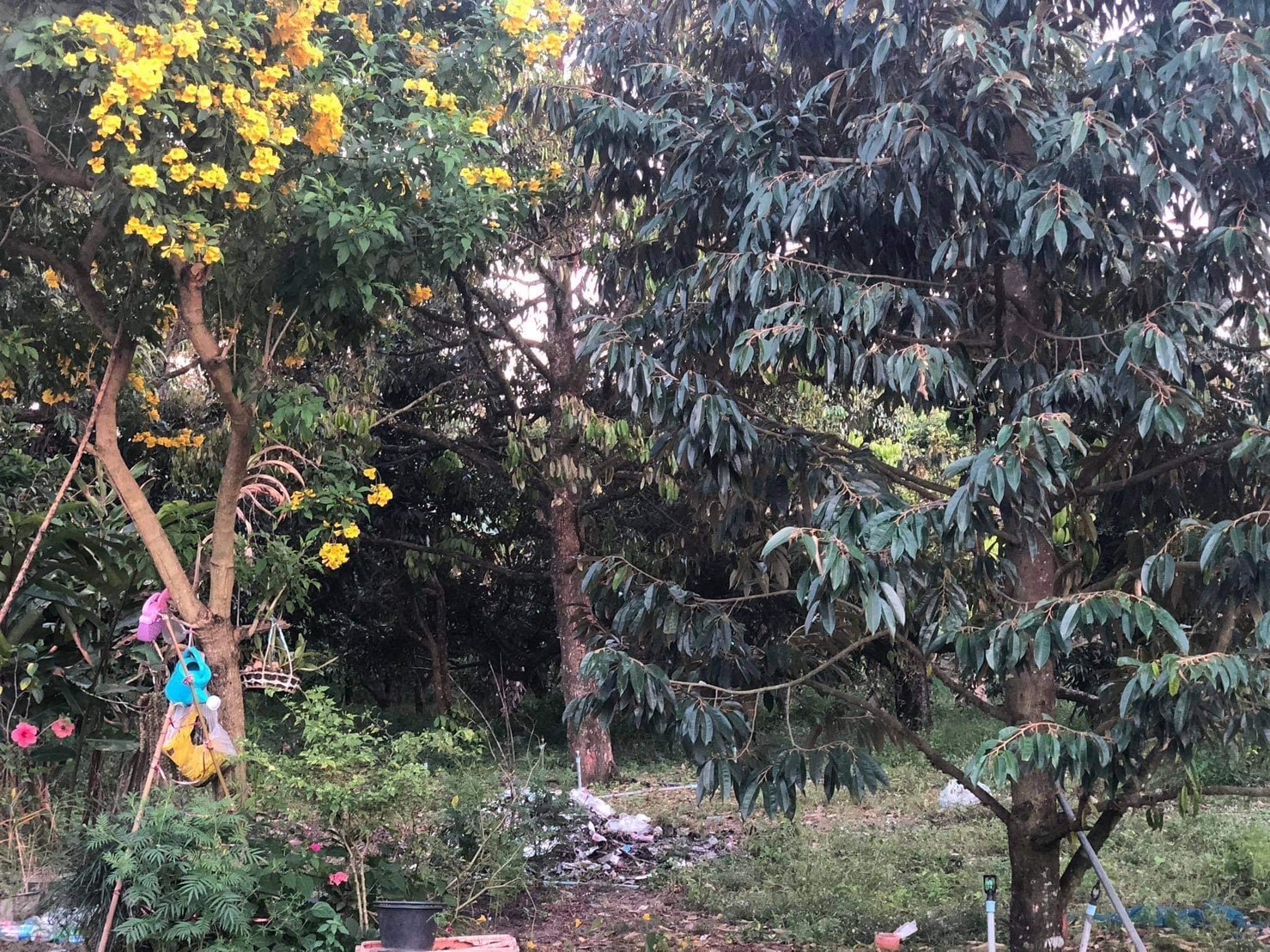 ขายด่วนเจ้าของร้อนเงิน ที่ดินเกือบ 5 ไร่  ผลไม้โตเต็มสวน ทุเรียน เงาะ มังคุด เก็บผลผลิตได้เลย จ.จันทบุรี