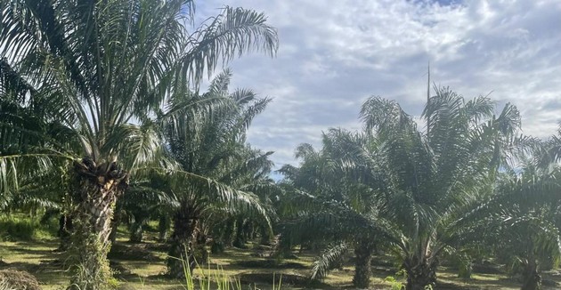 ขายที่ดินสวนปาล์มและยางพารา ที่ดินสวย ทำเลดี  อยู่ระหว่างกุยบุรีกับประจวบคีรีขันธ์ 