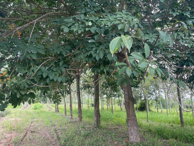 ขายที่ดินสวนปาล์มและยางพารา ที่ดินสวย ทำเลดี  อยู่ระหว่างกุยบุรีกับประจวบคีรีขันธ์ 