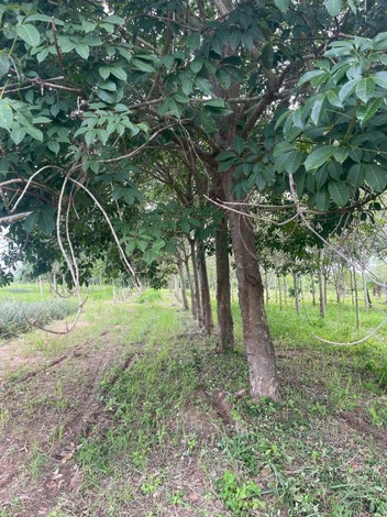 ขายที่ดินสวนปาล์มและยางพารา ที่ดินสวย ทำเลดี  อยู่ระหว่างกุยบุรีกับประจวบคีรีขันธ์ 