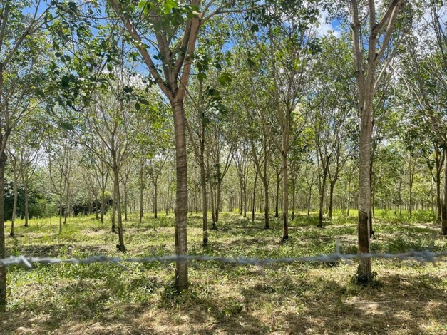 ขายที่ดินสวนปาล์มและยางพารา ที่ดินสวย ทำเลดี  อยู่ระหว่างกุยบุรีกับประจวบคีรีขันธ์ 