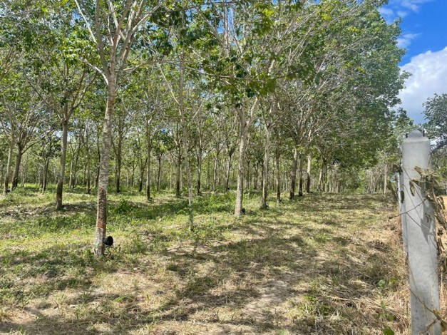 ขายที่ดินสวนปาล์มและยางพารา ที่ดินสวย ทำเลดี  อยู่ระหว่างกุยบุรีกับประจวบคีรีขันธ์ 