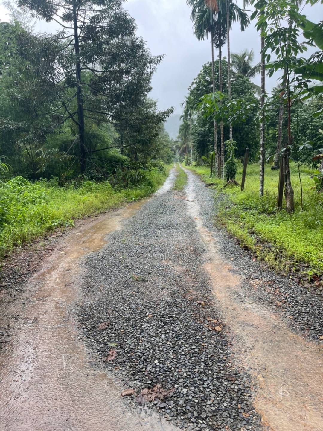 ขายที่ดินบนเกาะช้าง ติดทะเล ทำเลสวย อ.เกาะช้าง จ.ตราด
