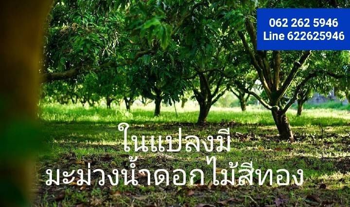 ขายที่ดินสวย พร้อมโอน ในแปลงมีมะม่วงน้ำดอกไม้สีทอง หนองหญ้าปล้องเมาเท่นวิว เพชรบุรี