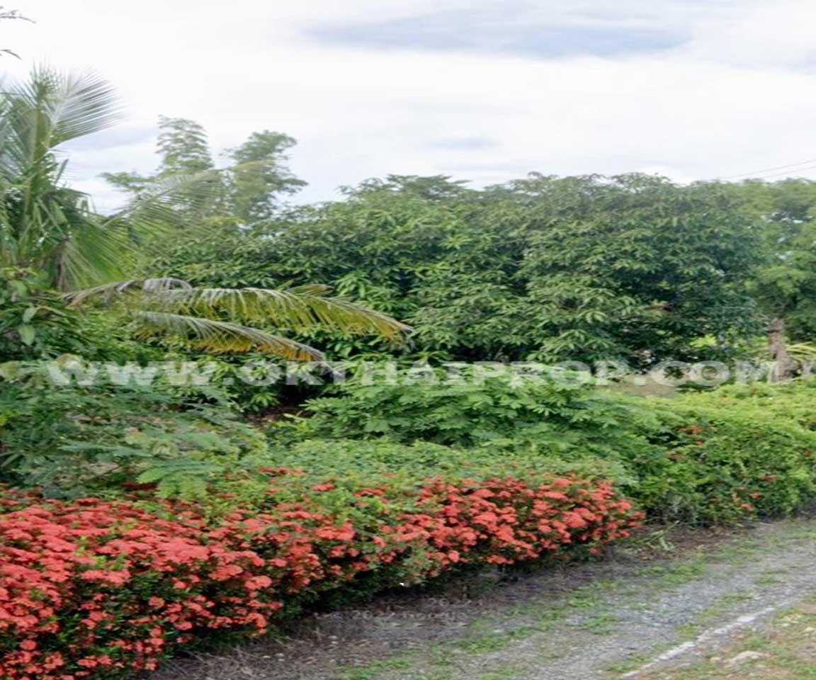 ที่ดิน ถ.ทล.ชนบทพิจิตร3016 ต.วังสำโรง อ.บางมูลนาก จ.พิจิตร
