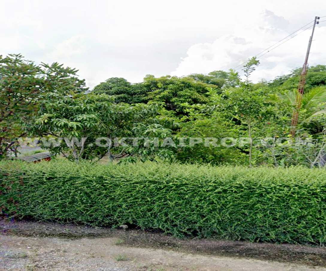 ที่ดิน ถ.ทล.ชนบทพิจิตร3016 ต.วังสำโรง อ.บางมูลนาก จ.พิจิตร
