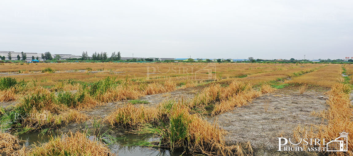 ที่สวยสร้างโกดัง 38 ไร่เศษ หน้ากว้าง 200 ม. ติดถนนที่รถเทรลเลอร์เข้าออกสบาย ใกล้ถนนบ้านแพ้ว พระราม 2 คุ้มค่ากว่าที่อื่นๆ 17% KK1044S