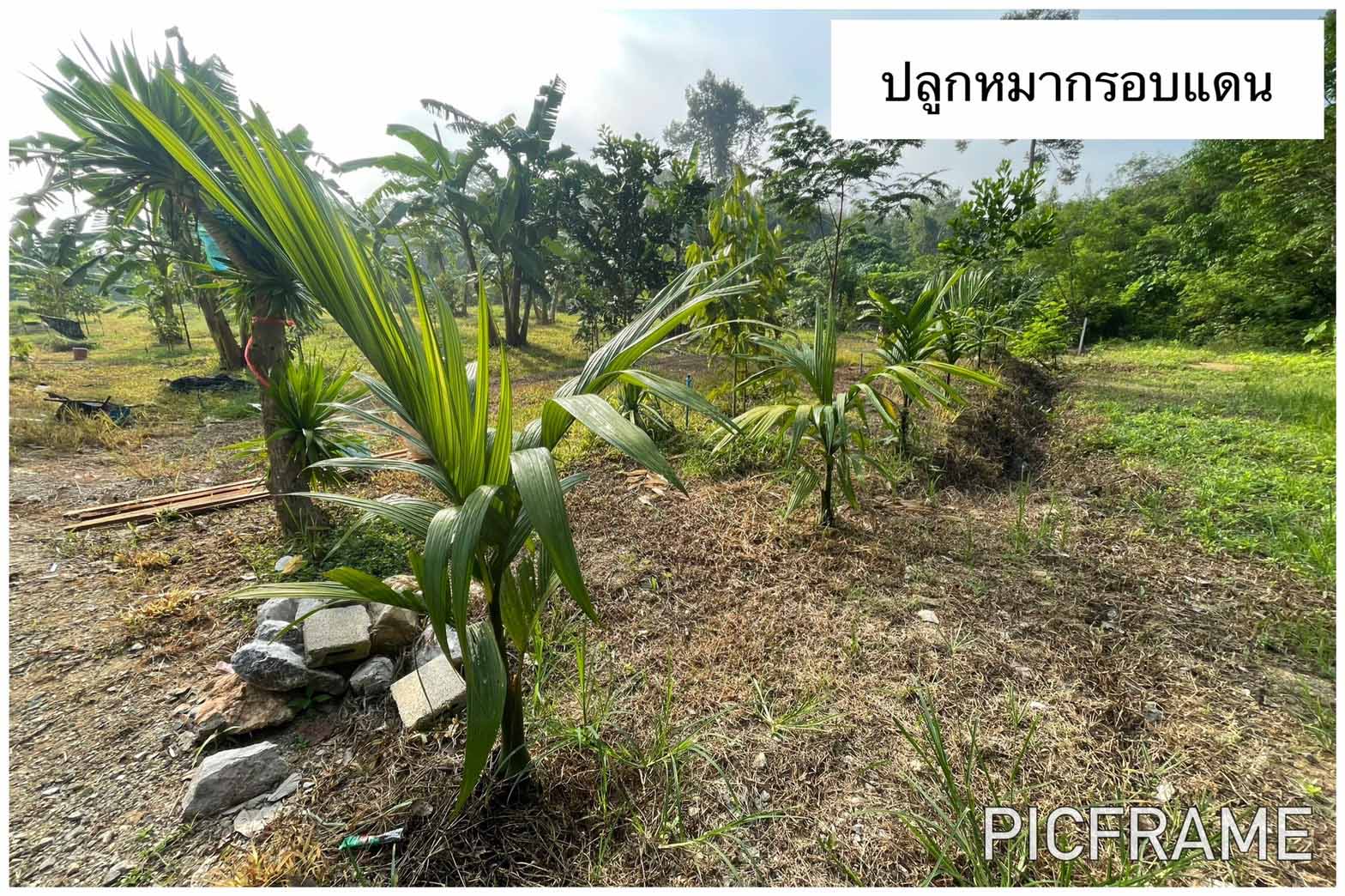 ขายที่สวนพร้อมบ้าน ในเขตเทศบาลตำท่าขนอน อ.คีรีรัฐนิคม