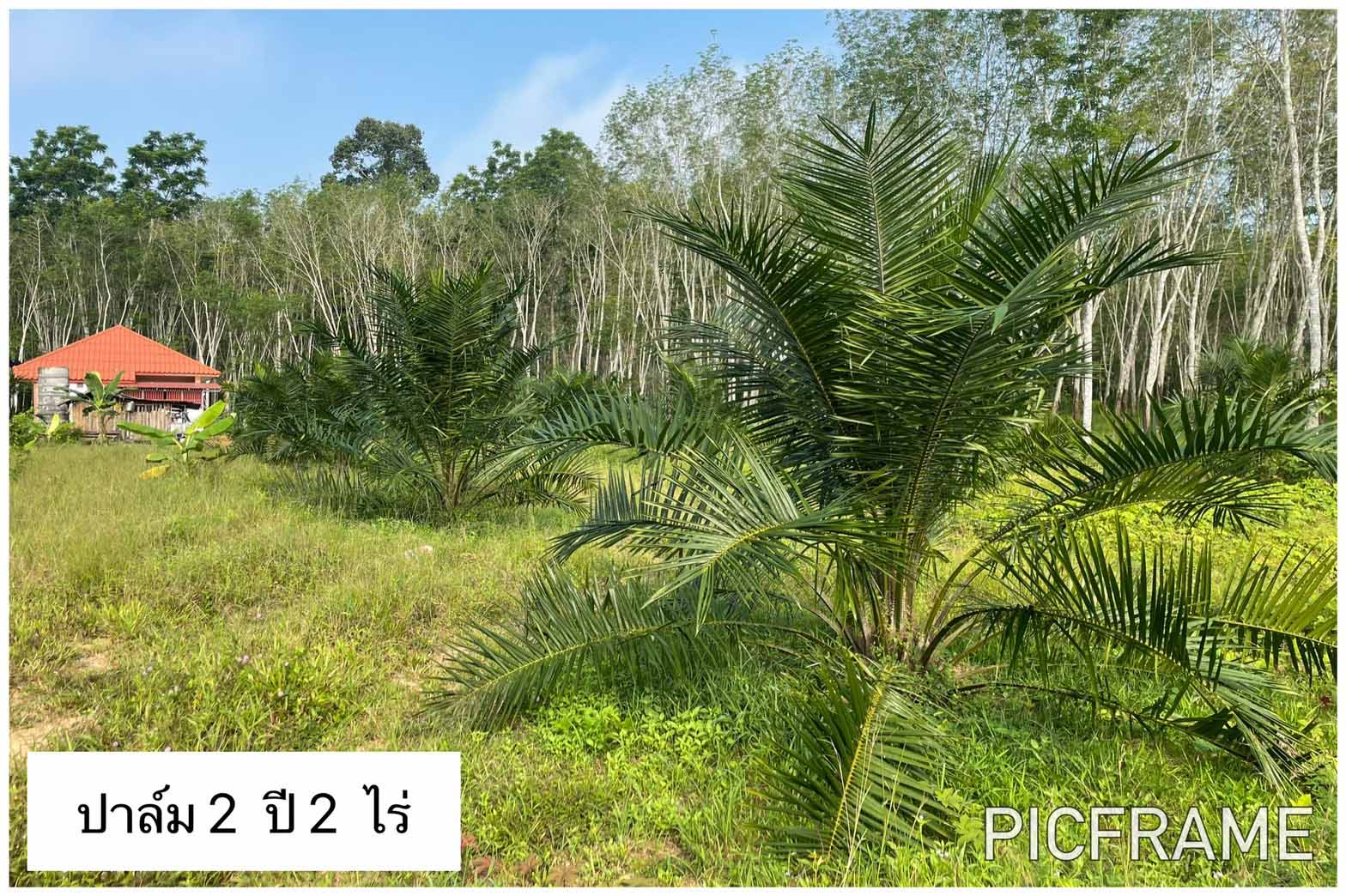 ขายที่สวนพร้อมบ้าน ในเขตเทศบาลตำท่าขนอน อ.คีรีรัฐนิคม