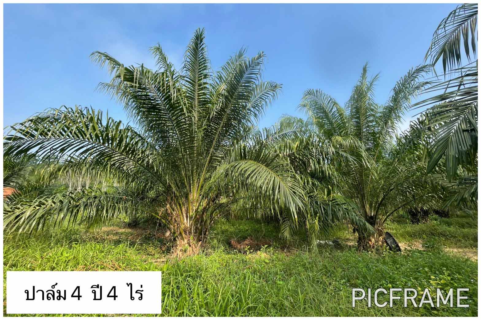 ขายที่สวนพร้อมบ้าน ในเขตเทศบาลตำท่าขนอน อ.คีรีรัฐนิคม