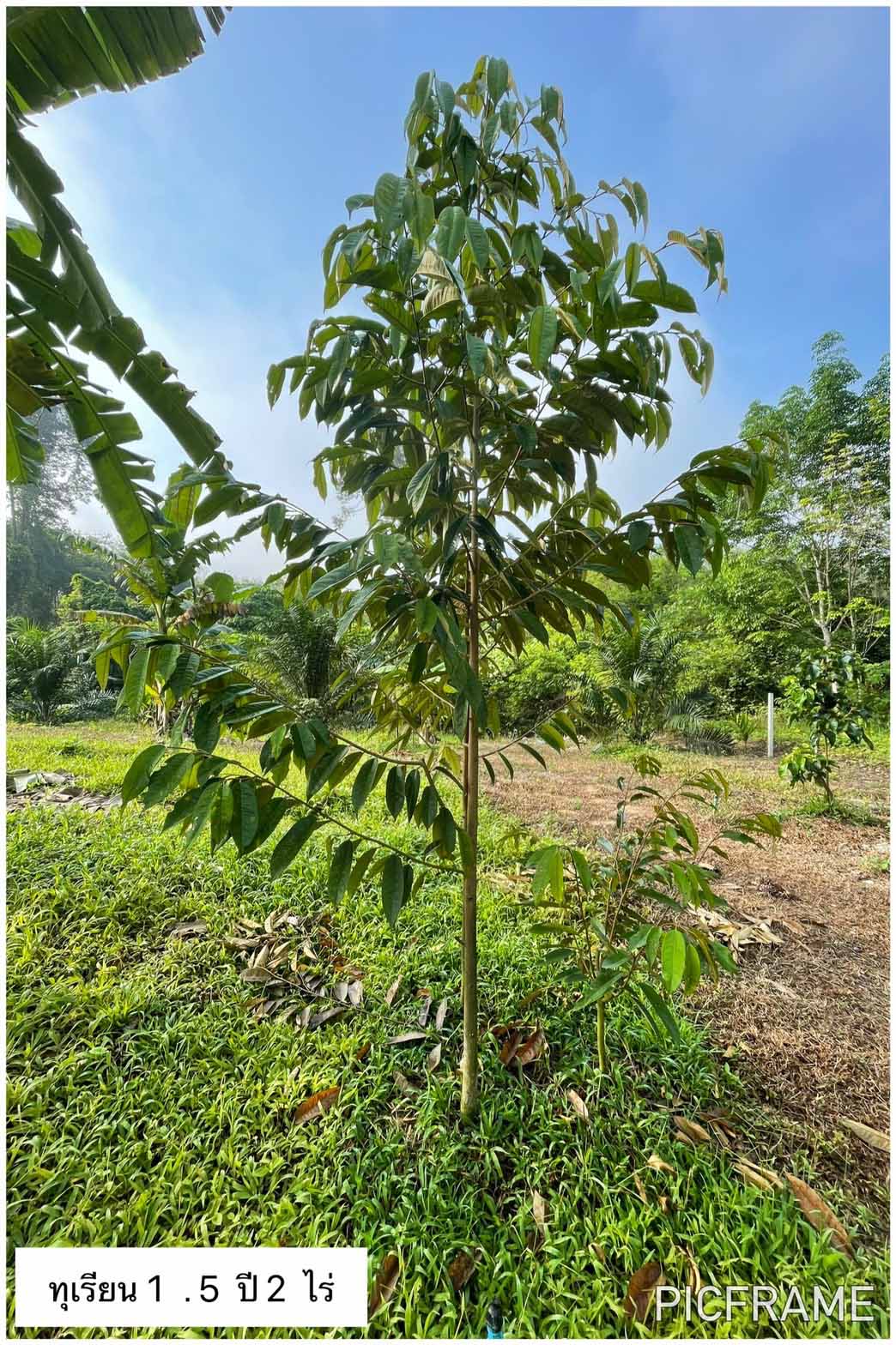 ขายที่สวนพร้อมบ้าน ในเขตเทศบาลตำท่าขนอน อ.คีรีรัฐนิคม