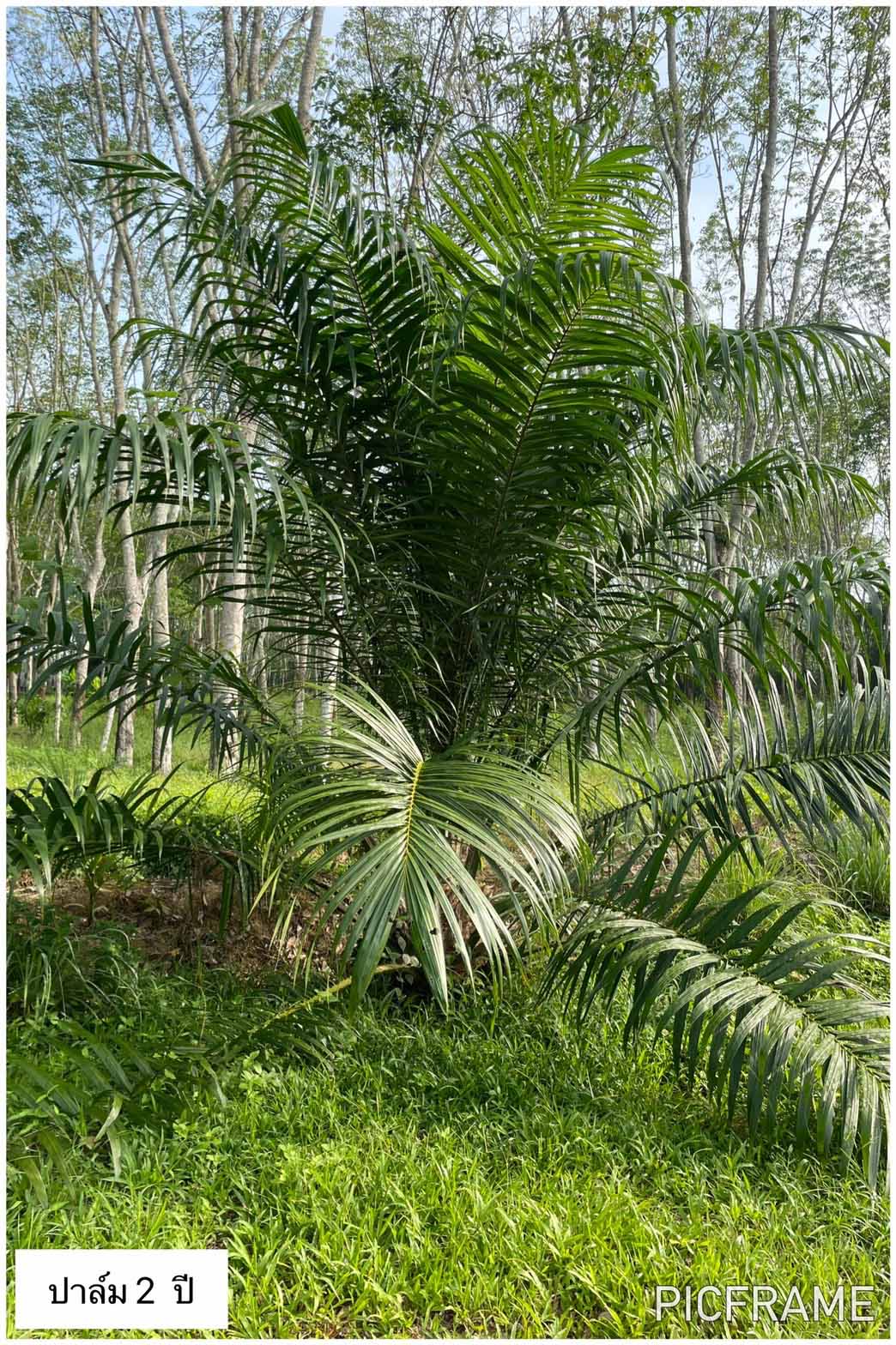 ขายที่สวนพร้อมบ้าน ในเขตเทศบาลตำท่าขนอน อ.คีรีรัฐนิคม