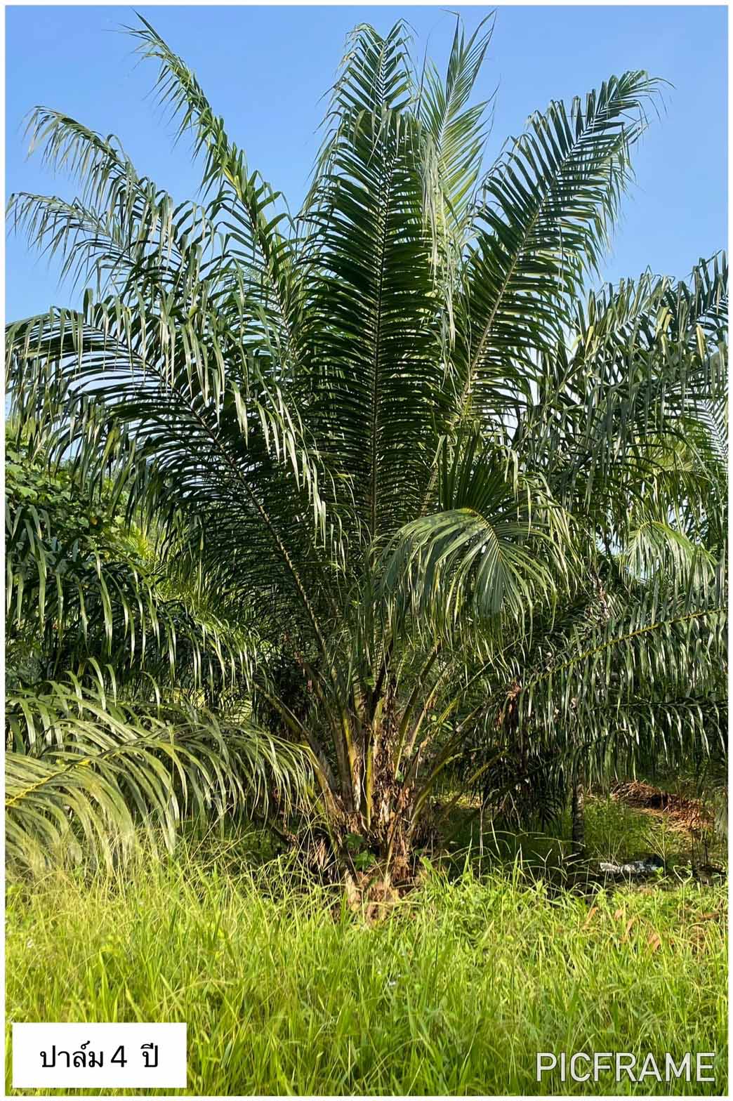 ขายที่สวนพร้อมบ้าน ในเขตเทศบาลตำท่าขนอน อ.คีรีรัฐนิคม