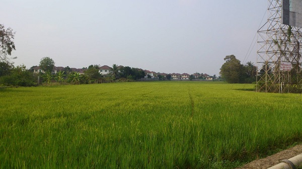 ขายที่ดิน 7 ไร่ ริมถนน สาย345 ใกล้ทางลงถนนราชพฤกษ์   อ.ปากเกร็ด จ.นนทบุรี หน้ากว้างประมาณ 120ม.  หลังที่ดิน ติดหมู่บ้านฟ้าใหม่