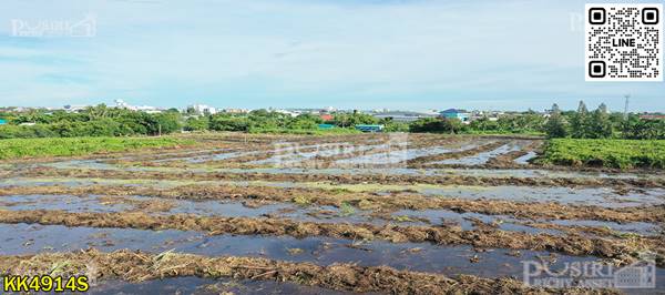 ขายที่สีม่วง ราคาถูกมาก 14.5 ไร่ แถมที่ให้อีก 667 วา ใกล้ทั้ง ถ. เศรษฐกิจเเละพระราม2 - kk4914s