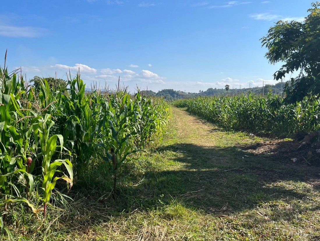 ขายที่ดินเปล่าสวย ทำเลดี เหมาะทำธุรกิจได้หลายอย่าง อ.เชียงแสน จ.เชียงราย