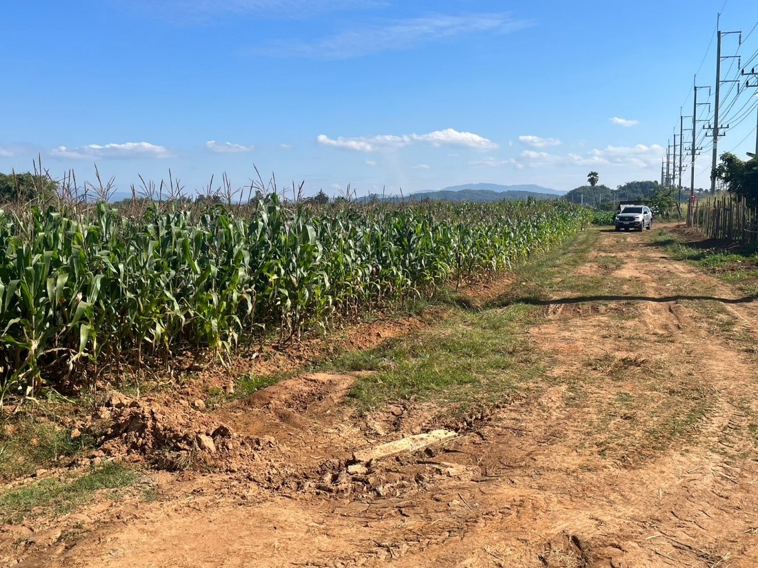 ขายที่ดินเปล่าสวย ทำเลดี เหมาะทำธุรกิจได้หลายอย่าง อ.เชียงแสน จ.เชียงราย