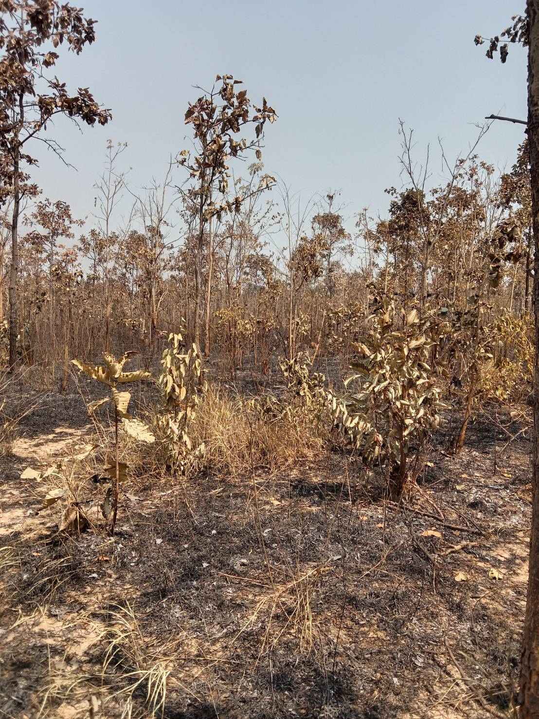 ขายที่ดิน 47-0-43ไร่  บ้านหนองปิง ตำบลสาวะถี อำเภอเมือง จังหวัดขอนแก่น