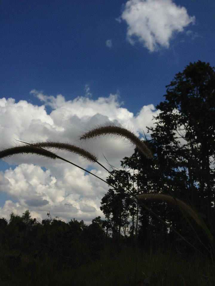 ขายที่ดิน 47-0-43ไร่  บ้านหนองปิง ตำบลสาวะถี อำเภอเมือง จังหวัดขอนแก่น