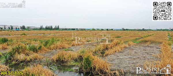 ที่สวยสร้างโกดัง 38 ไร่เศษ หน้ากว้างถึง 200 ม. ติดถนนที่รถเทรลเลอร์เข้าออกสบาย ใกล้ถนนบ้านแพ้ว