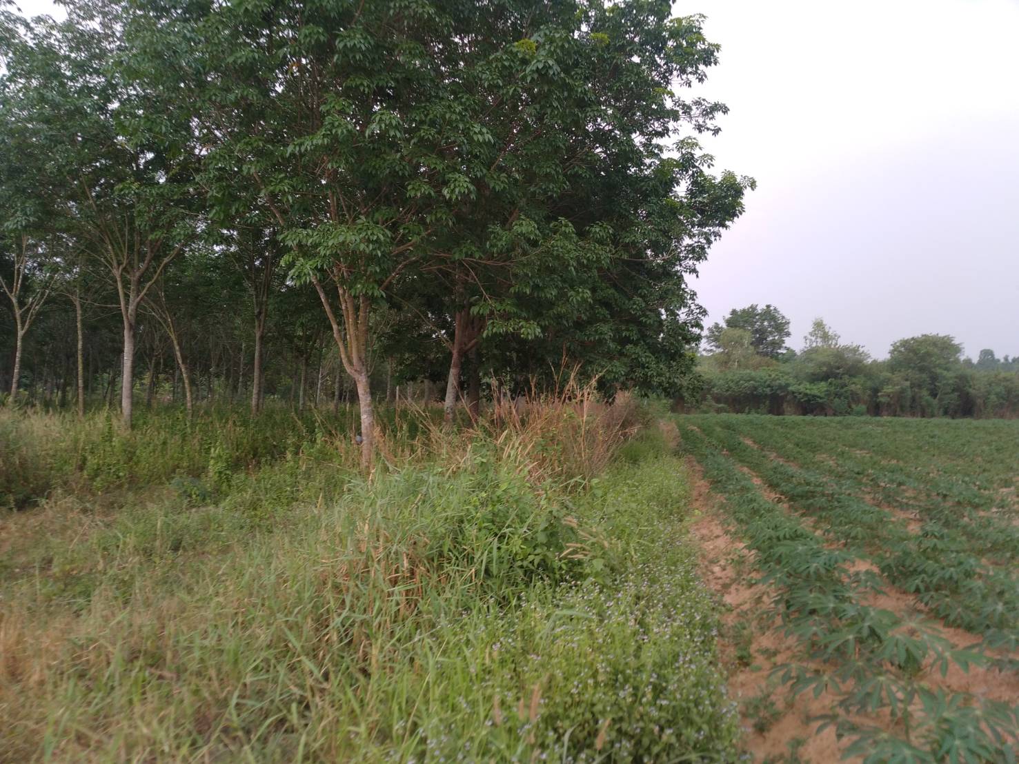 ขายที่ดิน 7-0-32 THB2,700,000 นิคมสงเคราะห์ เมือง อุดรธานี