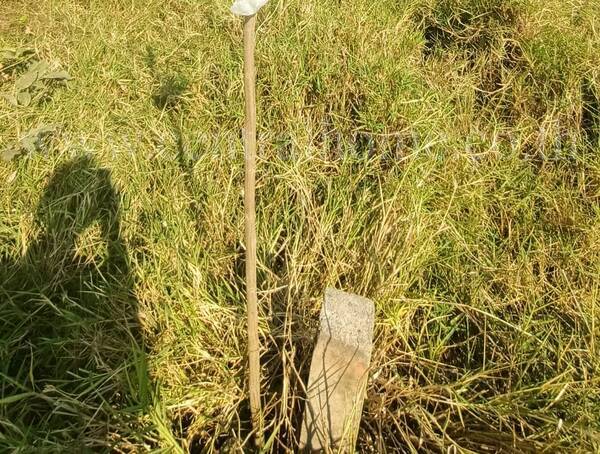 ที่ดิน 167 ตารางวา ป่าตาล ลพบุรี