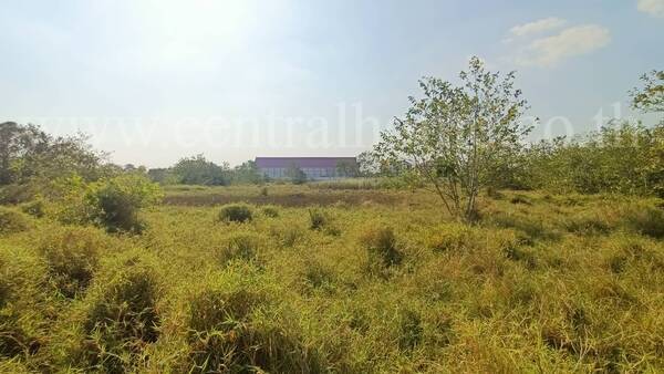 ที่ดิน 167 ตารางวา ป่าตาล ลพบุรี