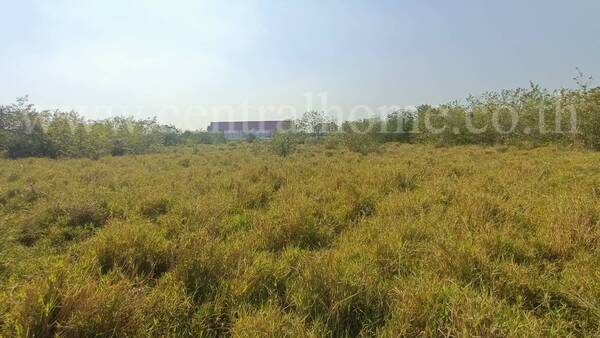 ที่ดิน 167 ตารางวา ป่าตาล ลพบุรี