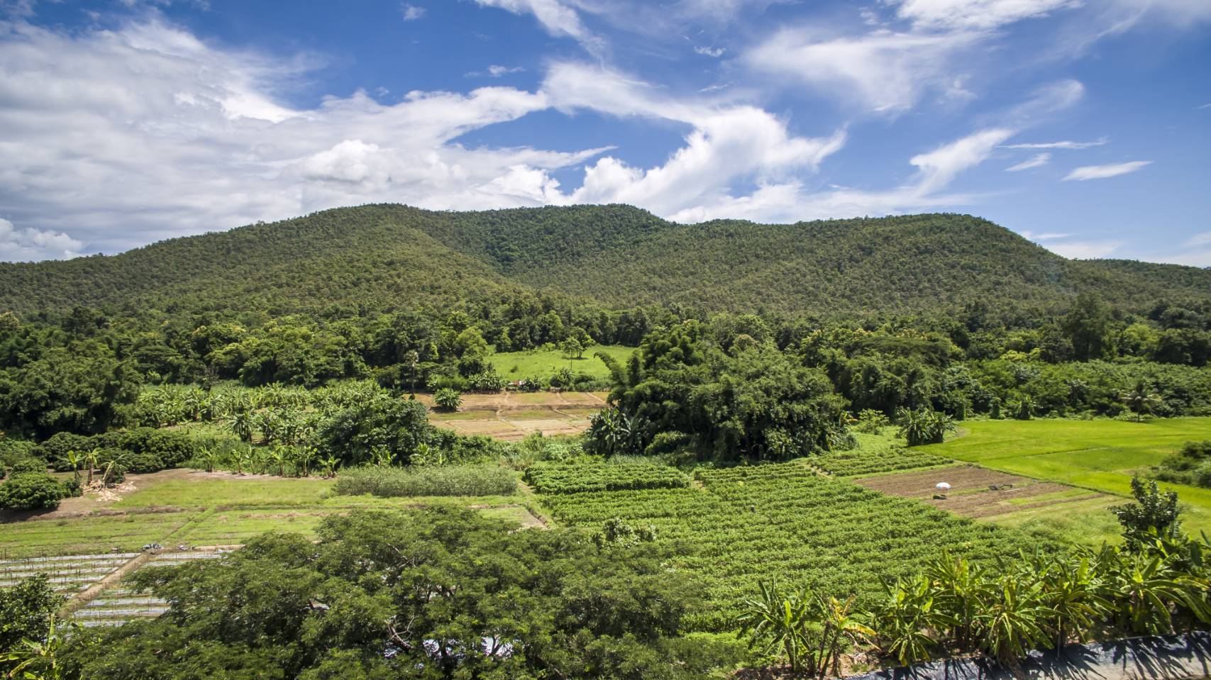 ให้เช่าที่ดินพร้อม กิจการ บริษัทไร่ผักเกษตรออแกนิค ได้มาตรฐานIFOAM จ.เชียงใหม่