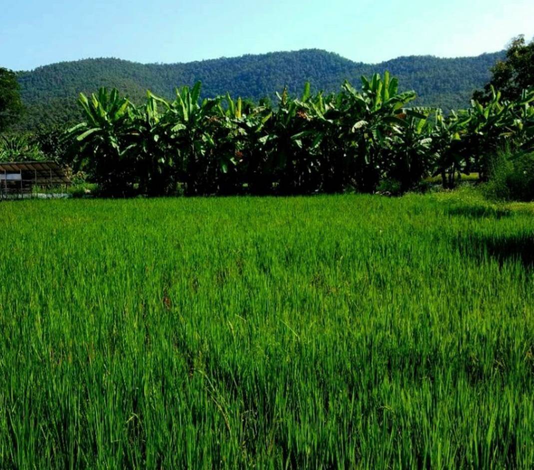 ให้เช่าที่ดินพร้อม กิจการ บริษัทไร่ผักเกษตรออแกนิค ได้มาตรฐานIFOAM จ.เชียงใหม่