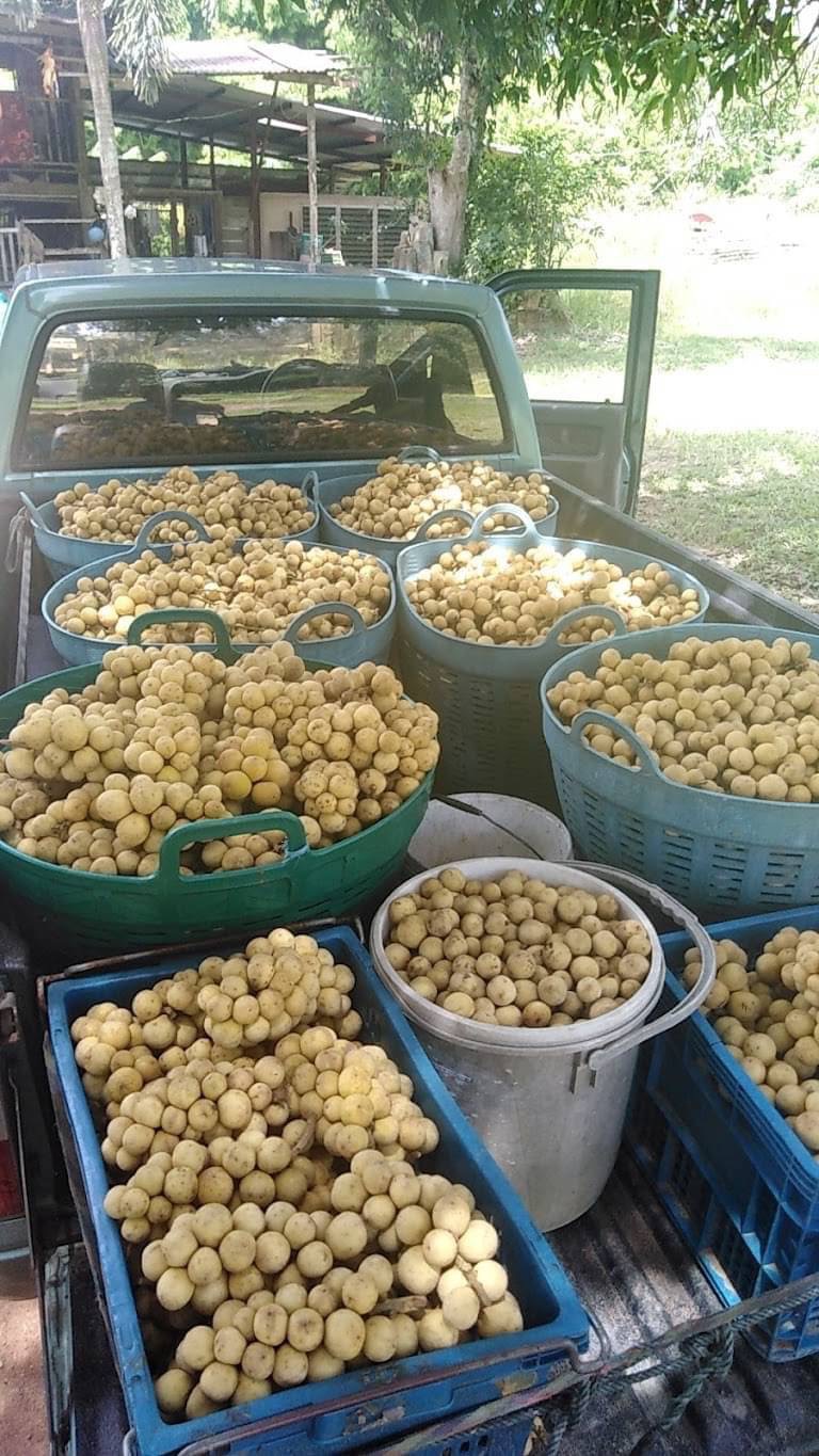 ขายด่วน ที่ดินสวนทุเรียน 58 ไร่ และสวนผลไม้  อ.ท่าใหม่ จ.จันทบุรี ราคาไร่ละ 1.6 ล.บ.    มีโฉนด 58 ไร่ และแถมไม่มีโฉนดอีก 20 ไร่ พร้อมบ้านขนาดใหญ่ 1 หลัง~  เก็บผลผลิตได้ทันที โฉนดพร้อมโอนค่ะ