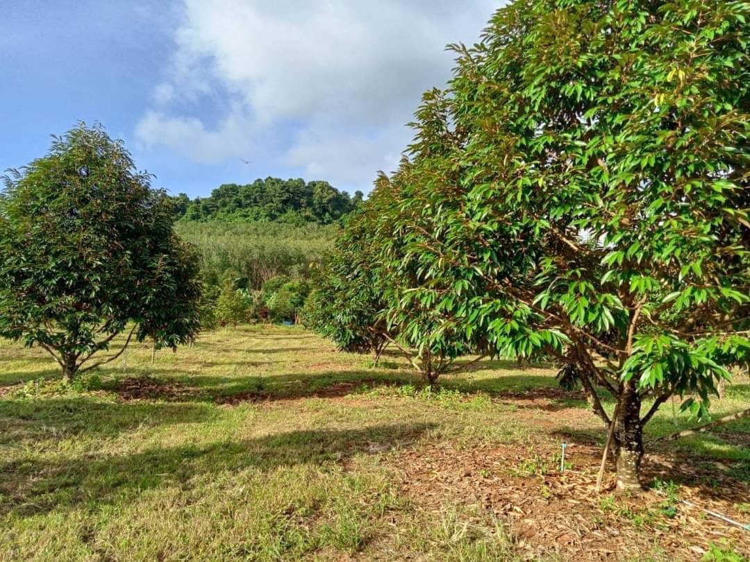 ขายด่วน ที่ดินสวนทุเรียน 58 ไร่ และสวนผลไม้  อ.ท่าใหม่ จ.จันทบุรี ราคาไร่ละ 1.6 ล.บ.    มีโฉนด 58 ไร่ และแถมไม่มีโฉนดอีก 20 ไร่ พร้อมบ้านขนาดใหญ่ 1 หลัง~  เก็บผลผลิตได้ทันที โฉนดพร้อมโอนค่ะ