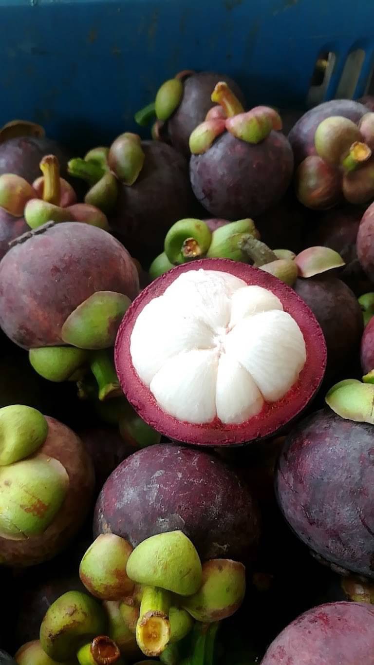 ขายด่วน ที่ดินสวนทุเรียน 58 ไร่ และสวนผลไม้  อ.ท่าใหม่ จ.จันทบุรี ราคาไร่ละ 1.6 ล.บ.    มีโฉนด 58 ไร่ และแถมไม่มีโฉนดอีก 20 ไร่ พร้อมบ้านขนาดใหญ่ 1 หลัง~  เก็บผลผลิตได้ทันที โฉนดพร้อมโอนค่ะ