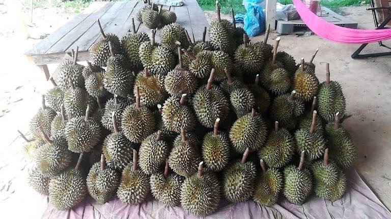 ขายด่วน ที่ดินสวนทุเรียน 58 ไร่ และสวนผลไม้  อ.ท่าใหม่ จ.จันทบุรี ราคาไร่ละ 1.6 ล.บ.    มีโฉนด 58 ไร่ และแถมไม่มีโฉนดอีก 20 ไร่ พร้อมบ้านขนาดใหญ่ 1 หลัง~  เก็บผลผลิตได้ทันที โฉนดพร้อมโอนค่ะ