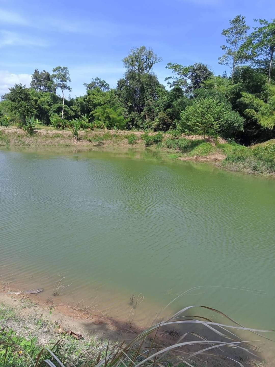 ขายด่วน ที่ดินสวนทุเรียน 58 ไร่ และสวนผลไม้  อ.ท่าใหม่ จ.จันทบุรี ราคาไร่ละ 1.6 ล.บ.    มีโฉนด 58 ไร่ และแถมไม่มีโฉนดอีก 20 ไร่ พร้อมบ้านขนาดใหญ่ 1 หลัง~  เก็บผลผลิตได้ทันที โฉนดพร้อมโอนค่ะ