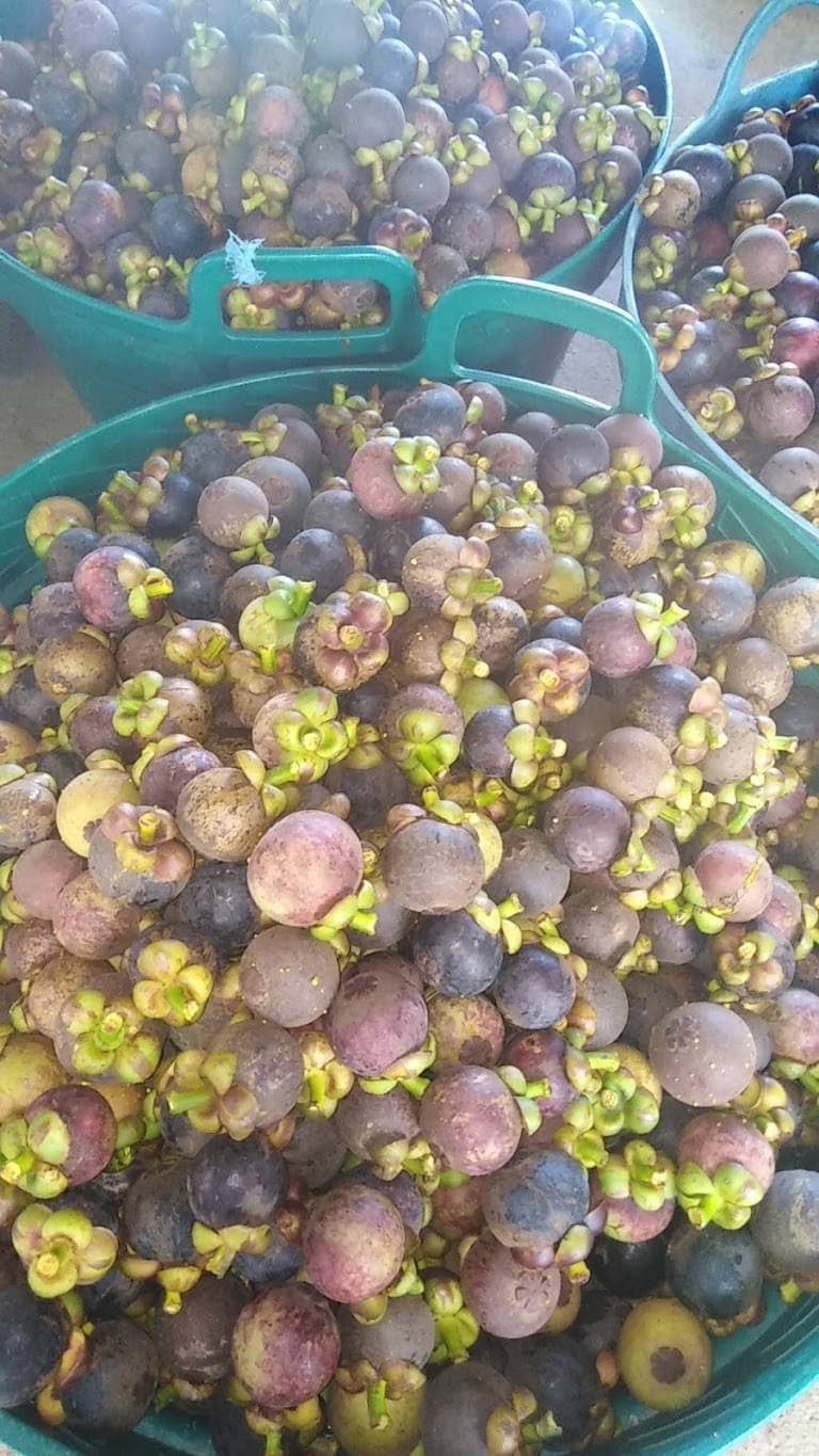 ขายด่วน ที่ดินสวนทุเรียน 58 ไร่ และสวนผลไม้  อ.ท่าใหม่ จ.จันทบุรี ราคาไร่ละ 1.6 ล.บ.    มีโฉนด 58 ไร่ และแถมไม่มีโฉนดอีก 20 ไร่ พร้อมบ้านขนาดใหญ่ 1 หลัง~  เก็บผลผลิตได้ทันที โฉนดพร้อมโอนค่ะ