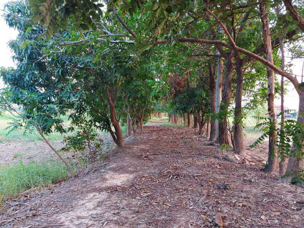 ขายที่ดินตัวเมืองชัยภูมิ เกือบ 19 ไร่ บรรยากาศดี ที่สวย ใกล้แหล่งสาธารณูปโภคทั้งห้าง โรงพยาบาล (ถมที่แล้วบางส่วน)