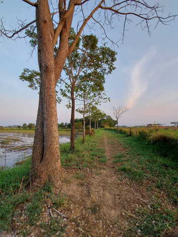 ขายที่ดินตัวเมืองชัยภูมิ เกือบ 19 ไร่ บรรยากาศดี ที่สวย ใกล้แหล่งสาธารณูปโภคทั้งห้าง โรงพยาบาล (ถมที่แล้วบางส่วน)