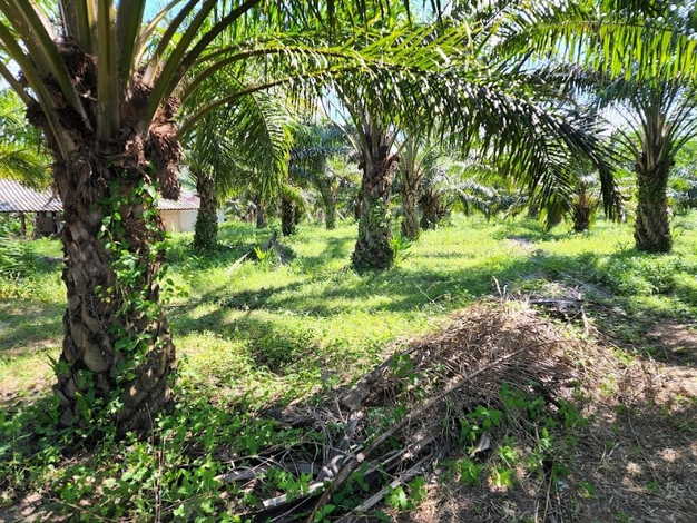 ขายที่ดิน ขนาด 58 ไร่ ทำเลดี เหมาะทำธุรกิจต่อไปได้ อ.หนองหาน จ.อุดรธานี