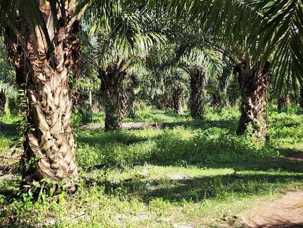 ขายที่ดิน ขนาด 58 ไร่ ทำเลดี เหมาะทำธุรกิจต่อไปได้ อ.หนองหาน จ.อุดรธานี