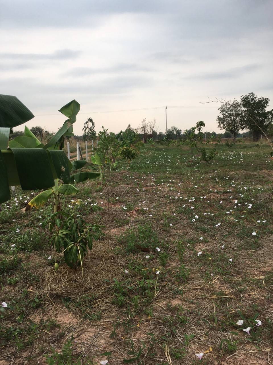 ขายที่ดิน 3-0-0 THB2,100,000  สามพร้าว เมือง อุดรธานี