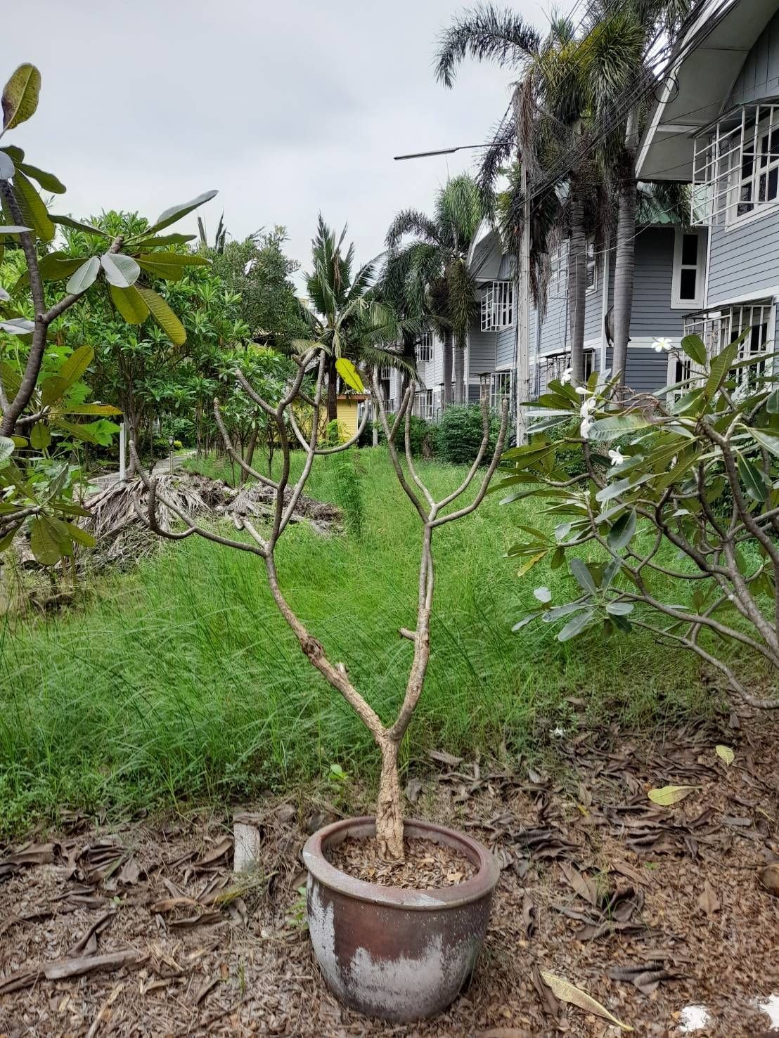 ขายที่ดิน 2 ไร่ ตรงข้าม ม.เกษตรศาสตร์ กำแพงแสน จ. นครปฐม ห่างถนนมาลัยแมนเพียง 30 เมตร