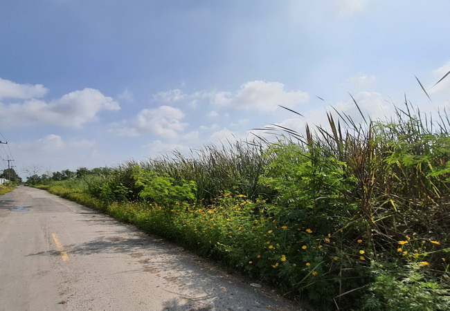 ขายที่ดินคลอง 10 ถนนรังสิต-นายก อำเภอธัญบุรี ปทุมธานี