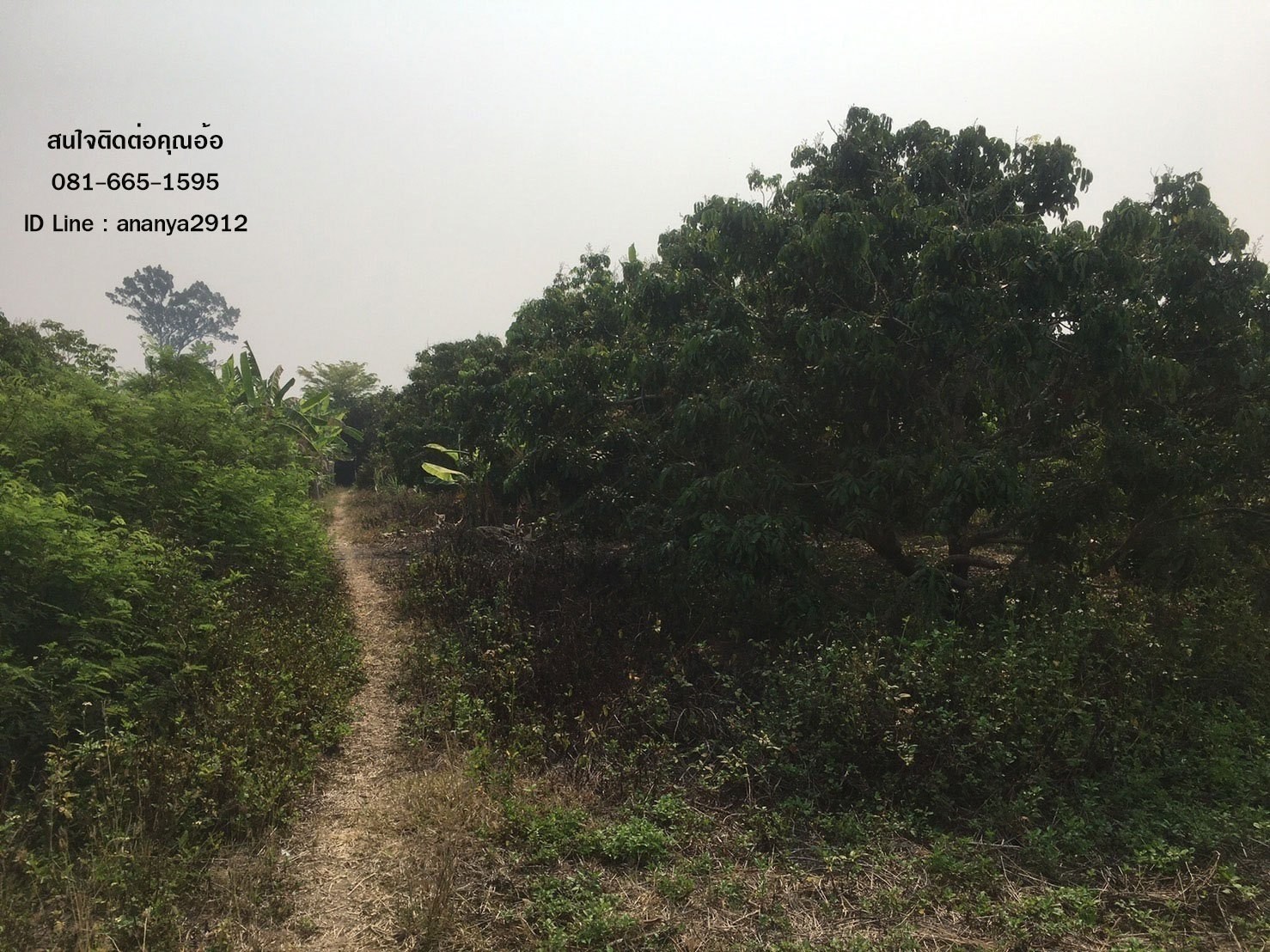 ขายที่สวนลำไย ราคาเจ้าของขายเอง  ต.อุโมงค์  อ.เมือง  จ.ลำพูน