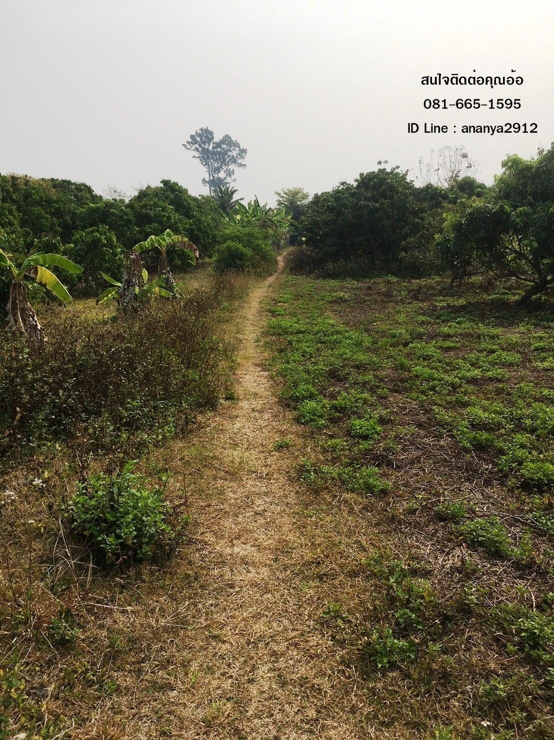 ขายที่สวนลำไย ราคาเจ้าของขายเอง  ต.อุโมงค์  อ.เมือง  จ.ลำพูน