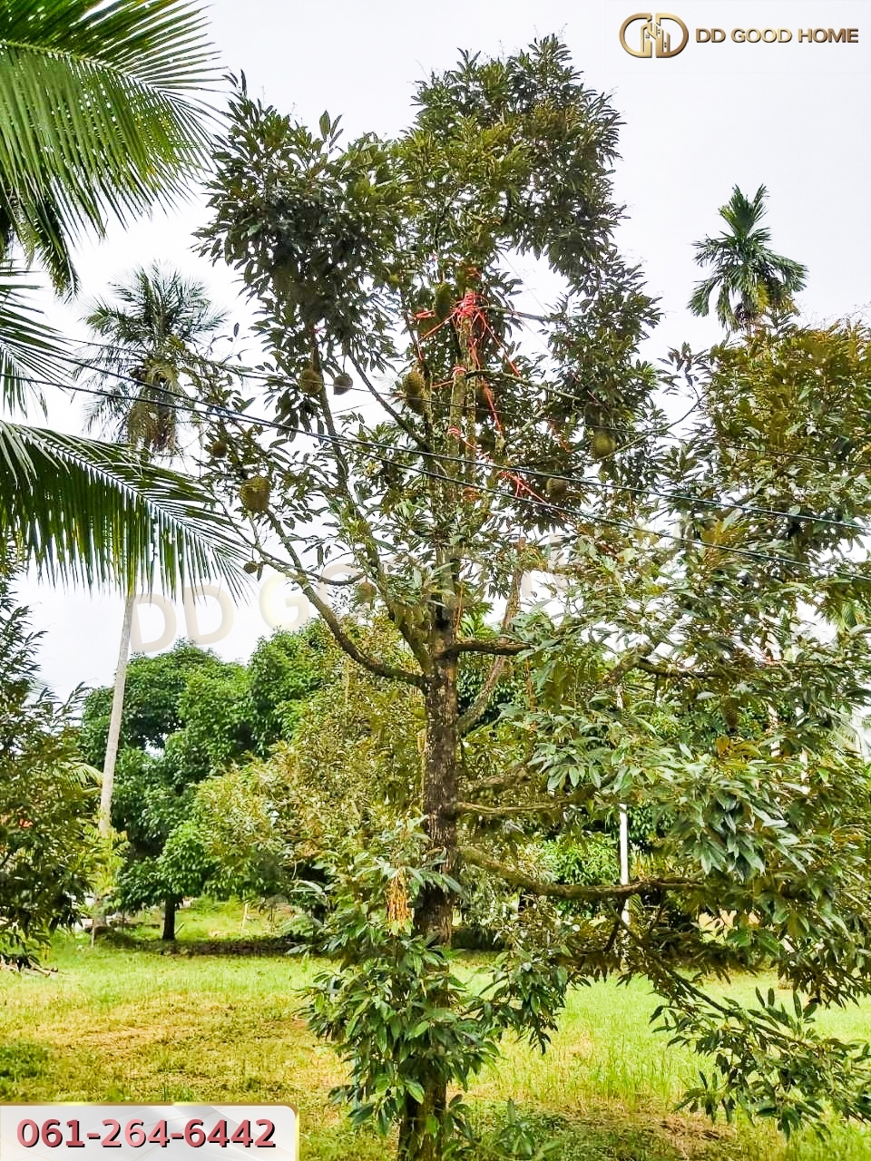 ขายที่ดินสวนผลไม้ พร้อมสิ่งปลูกสร้าง ชุมพร