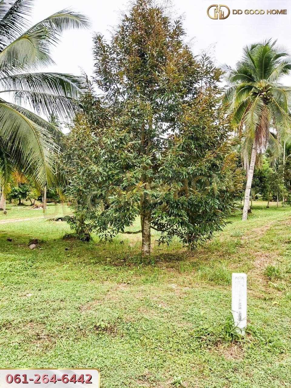ขายที่ดินสวนผลไม้ พร้อมสิ่งปลูกสร้าง ชุมพร