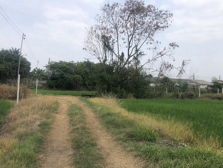 ขายที่ดิน บางใหญ่ นนทบุรี